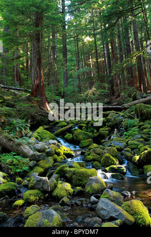 Sonnenlicht-Filter durch den Regenwald in der Nähe von Sol Duc Hot Springs in Olympic Nationalpark. Stockfoto