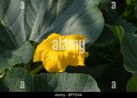 Essbare gelben Kürbisblüten am Rebstock Stockfoto