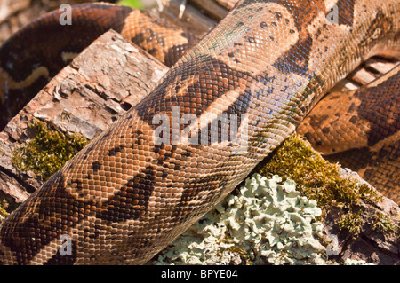 Kolumbianische Boa Constrictor, rot-Tail-Boa, Boa Constrictor Imperator, heimisch in Mexiko, zentral- und Südamerika Stockfoto