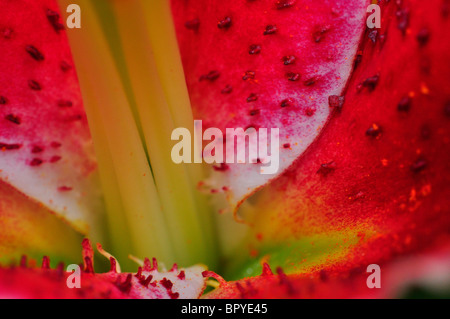 Orientalische Lilie Lilium "Stargazer" Hybrid Closeup Stockfoto