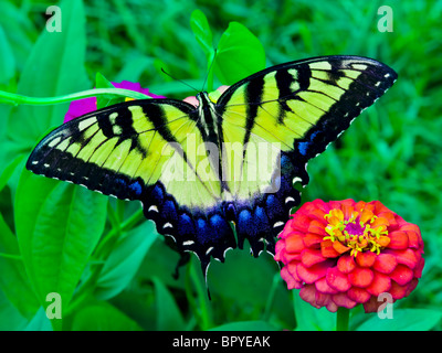 Östliche Tiger Schwalbenschwanz Schmetterling Stockfoto