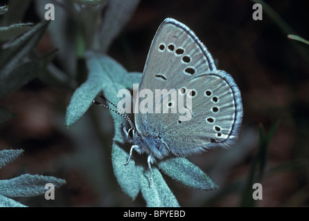 Silbrig blaue Schmetterling (Glaucopsyche Lygdamus), Morrison Colorado uns Stockfoto