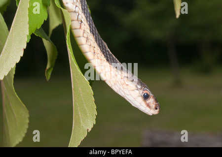 Östlichen Strumpfband-Schlange, Thamnophis Sirtalis Sirtalis, ursprünglich aus östlichen Nordamerika Stockfoto