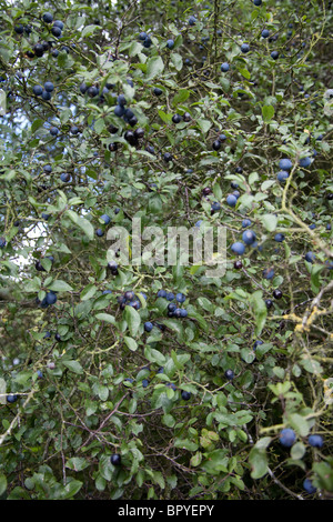 Schlehe Beeren auf einem Blackthorn Busch, Hattingley, Hampshire, England, UK Stockfoto