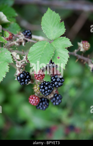 Wilde Brombeeren in eine Hecke, Hattingley, Hampshire, England. Stockfoto