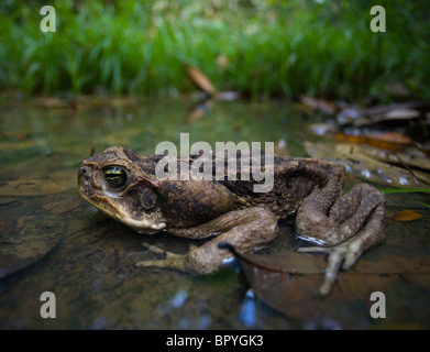 GEHSTOCK oder MARINE Kröte (Schädlingsbekämpfer = Bufo Marinus) Iwokrama Forest Reserve, Guyana, Südamerika. Stockfoto