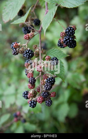 Wilde Brombeeren in eine Hecke, Hattingley, Hampshire, England. Stockfoto