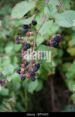 Wilde Brombeeren in eine Hecke, Hattingley, Hampshire, England. Stockfoto