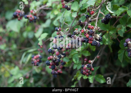 Wilde Brombeeren in eine Hecke, Hattingley, Hampshire, England. Stockfoto