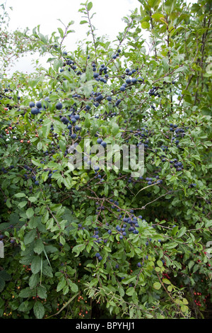 Schlehe Beeren auf einem Blackthorn Busch, Hattingley, Hampshire, England, UK Stockfoto