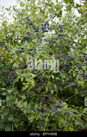 Schlehe Beeren auf einem Blackthorn Busch, Hattingley, Hampshire, England, UK Stockfoto