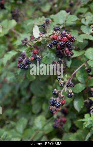 Wilde Brombeeren in eine Hecke, Hattingley, Hampshire, England. Stockfoto