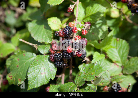 Wilde Brombeeren in eine Hecke, Hattingley, Hampshire, England. Stockfoto