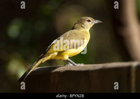 Bauche Greenbul (Chlorocichla Flaviventris), Lengwe Nationalpark, Malawi Stockfoto