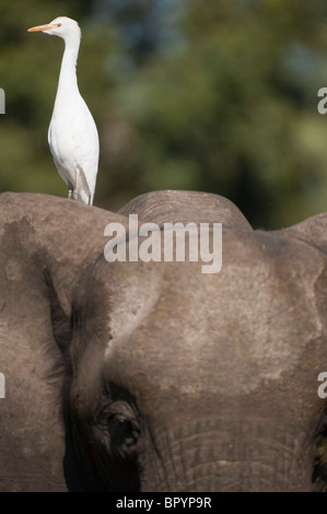 Kuhreiher (Bubulcus Ibis) sitzen auf einem afrikanischen Elefanten, Liwonde Nationalpark, Malawi Stockfoto