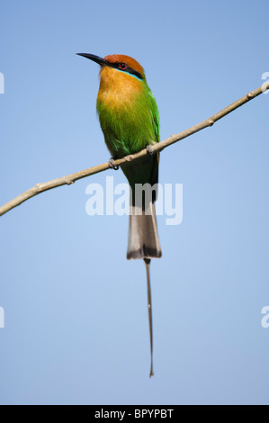 Böhm Bienenfresser (Merops Boehmi), Liwonde Nationalpark, Malawi Stockfoto