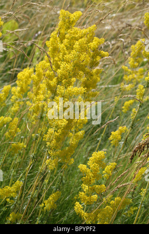 Lady's Labkraut, Galium Verum, Rubiaceae. Stockfoto