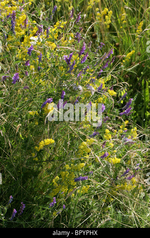 Lady's Labkraut, Galium Verum, Rubiaceae und Tufted Vetch, Vogel-Wicke, Kuh-Wicke oder Tinegrass, Vicia Cracca, Fabaceae. Stockfoto