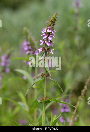 Marsh Woundwort, Niederwendischen Palustris, Labiatae Stockfoto