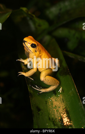 Goldene Poison Dart Frog Phyllobates terribilis Stockfoto