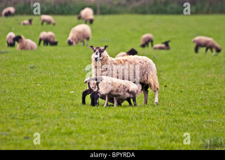 Lamm, Spanferkel aus ein Mutterschaf in einem Feld von Schafen Stockfoto