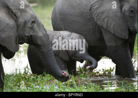 Afrikanische Elefanten mit jungen (Loxodonta Africana Africana) im Shire River, Liwonde Nationalpark, Malawi Stockfoto