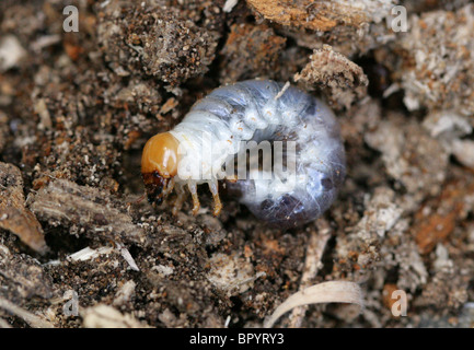 Geringerem Hirschkäfer Larve, Dorcus Parallelipipedus, Lucanidae, Scarabaeoidea, Scarabaeiformia, Polyphaga, Coleoptera Stockfoto