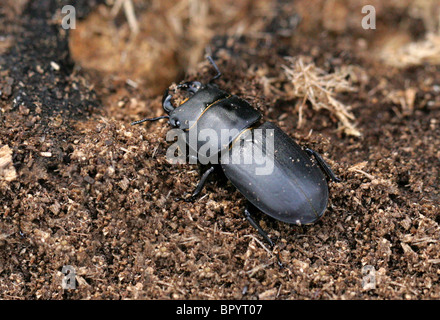Geringerem Hirschkäfer, Dorcus Parallelipipedus, Lucanidae, Scarabaeoidea, Scarabaeiformia, Polyphaga, Coleoptera Stockfoto