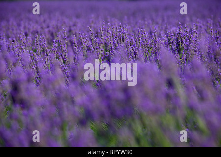 Ein Lavendelfeld Stockfoto