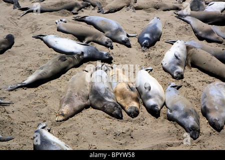 Elefant Dichtungen in der Sonne an den Stränden Piedras Blancas im Sommer, California, Vereinigte Staaten von Amerika Stockfoto