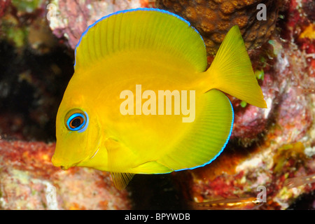 Juvenile Blue Tang (Acanthurus Coeruleus) Stockfoto