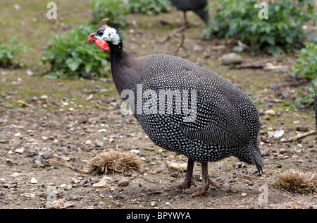 Behelmte Perlhühner [Numida Meleagris] Stockfoto