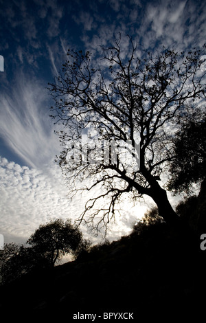 Abstrakte Sicht auf die Herbst Himmel Stockfoto