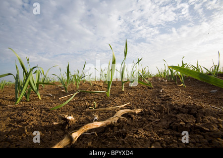 Foto von einem bepflanzten Feld in Galiläa Stockfoto