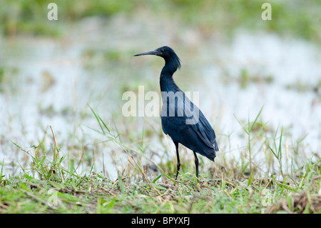 Schwarzen Silberreiher (Egretta Ardesiaca), Liwonde Nationalpark, Malawi Stockfoto