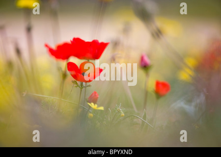 Nahaufnahme auf einer Anemone in einem Feld im westlichen Negev Stockfoto