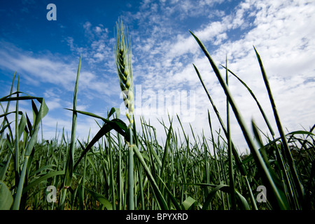 Foto von einem Weizenfeld im westlichen Negev Stockfoto