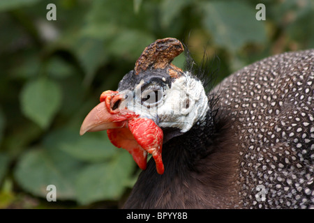 Behelmte Perlhühner [Numida Meleagris] Stockfoto