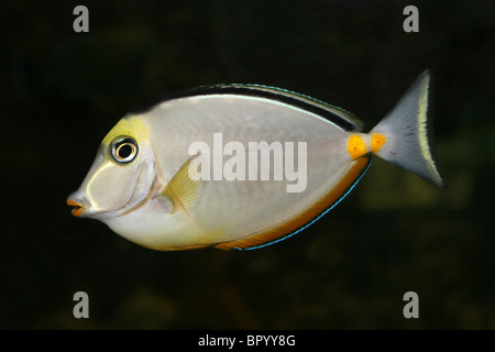 Lippenstift-Tang oder Orangespine Unicornfish-Naso lituratus Stockfoto