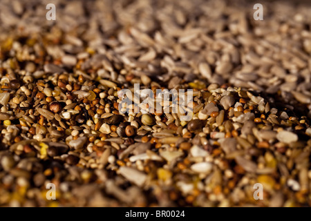 Vogelfutter Stockfoto