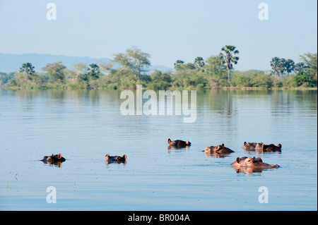 Flusspferd (Hippopotamus Amphibius) in der Shire-Fluss, Liwonde Nationalpark, Malawi Stockfoto