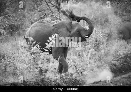 Afrikanische Elefanten haben ein Sandbad (Loxodonta Africana Africana), Majete Wildlife Reserve, Malawi Stockfoto