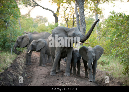 Afrikanische Elefanten haben ein Sandbad (Loxodonta Africana Africana), Majete Wildlife Reserve, Malawi Stockfoto