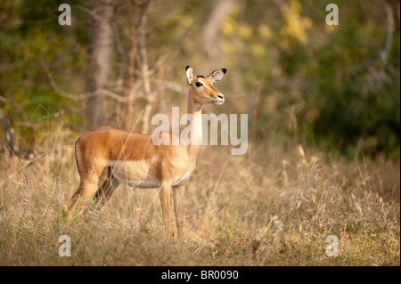 Impala (Aepyceros Melampus), Majete Wildlife Reserve, Malawi Stockfoto