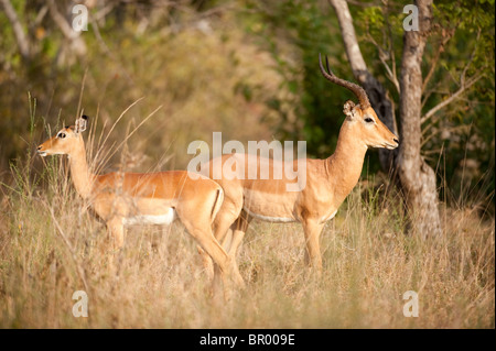 Impala (Aepyceros Melampus), Majete Wildlife Reserve, Malawi Stockfoto