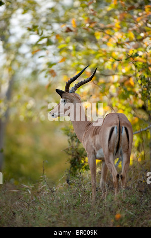 Impala (Aepyceros Melampus), Majete Wildlife Reserve, Malawi Stockfoto