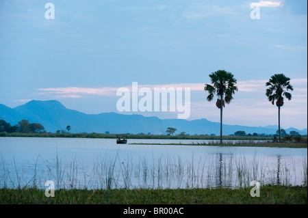 Borassus Palmen (Palmyra-Palme) entlang des Shire-Flusses, Liwonde Nationalpark, Malawi Stockfoto