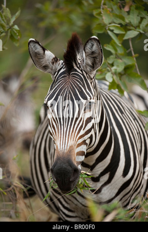 Burchell Zebra (Equus Burchellii), Majete Wildlife Reserve, Malawi Stockfoto