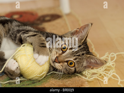 Süße Katze Katze Katze (Felis catus) beim Spielen auf dem Fußboden mit einem großen gelben Kugel aus Wolle und direkt auf die Kamera Stockfoto
