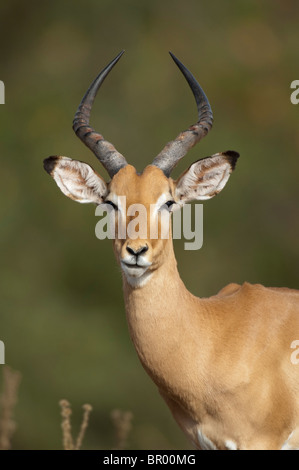 Impala (Aepyceros Melampus), Majete Wildlife Reserve, Malawi Stockfoto